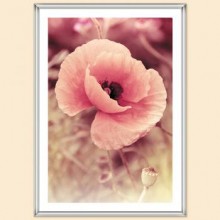 Pioneer Poster silver 10x15, 13x18, 15x21, 21x30, 30x40, 40x50, 40x60